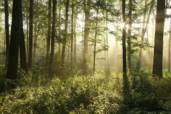 Bosque caducifolio de primavera al amanecer — Foto de Stock