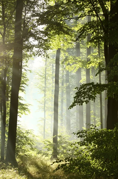 Mglisty las liściasty po opadów — Zdjęcie stockowe