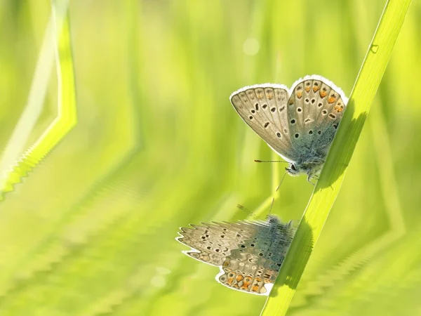 Motyl na wiosna łąka — Zdjęcie stockowe