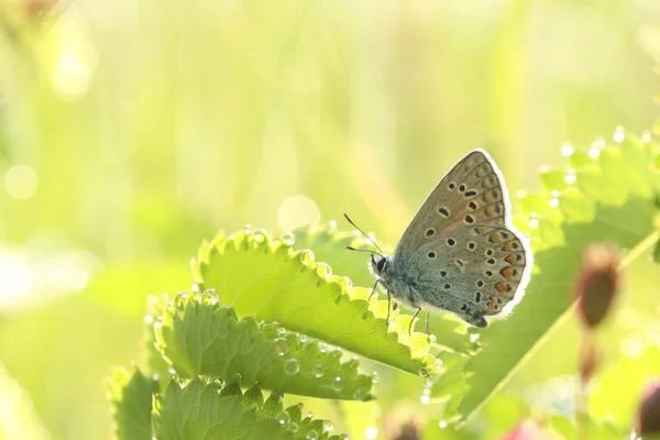 Μπλε πεταλούδα σε ένα λιβάδι την άνοιξη — Φωτογραφία Αρχείου