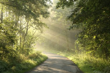 Morning sunlight enters misty woods