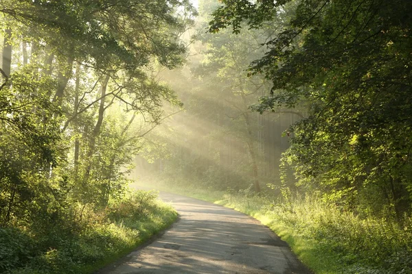 Morning sunlight enters misty woods — 图库照片