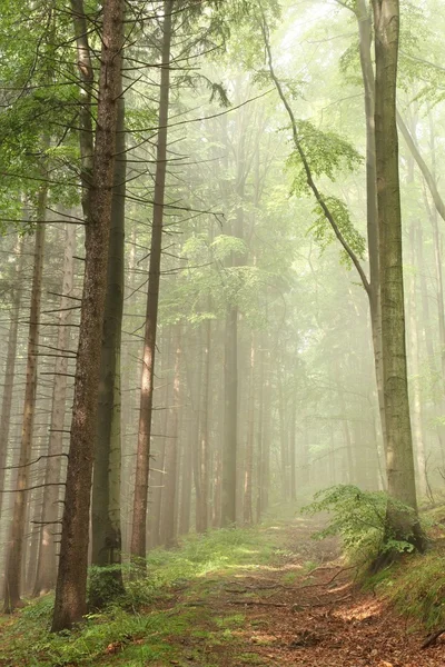 Lesní stezka v mlze — Stock fotografie