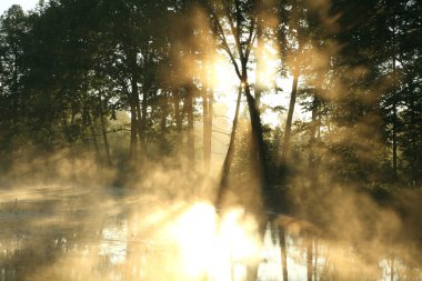 Forest pond on a foggy morning clipart