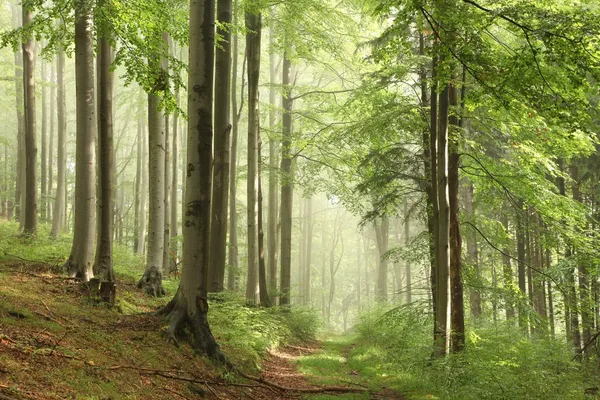 Sentier forestier dans le brouillard — Photo