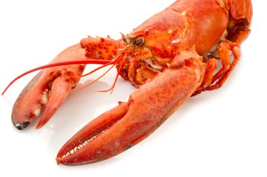 Whole lobster boiled clipart