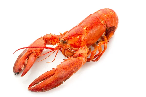 Whole lobster boiled — Stock Photo, Image