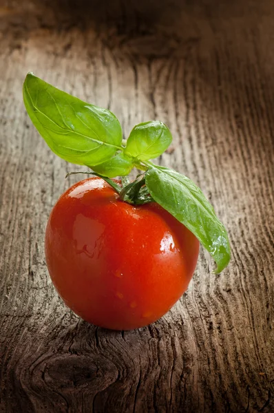 토마토 나무 배경 — 스톡 사진
