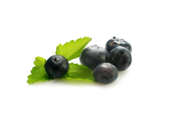 Blueberry fehér — Stock Fotó