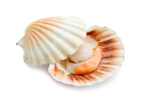 stock image Open scallop on white background