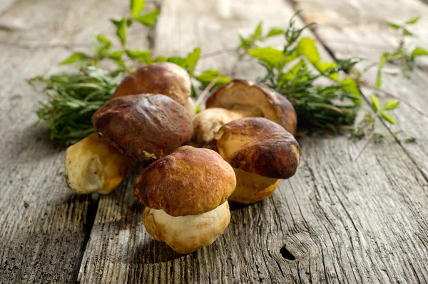 Edible mushroom on wood background — Stock Photo, Image