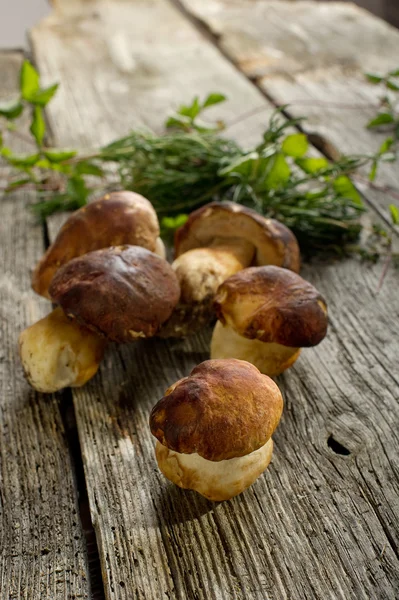 Cogumelo comestível no fundo de madeira — Fotografia de Stock