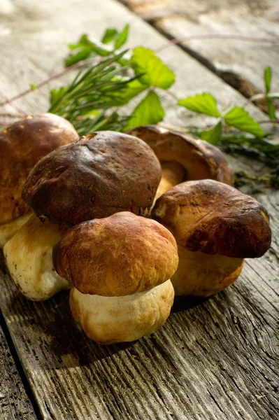 Eetbare paddenstoel op hout achtergrond — Stockfoto