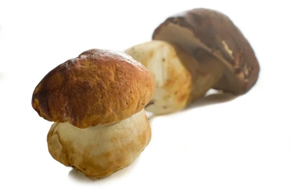 Edible mushroom on white background — Stock Photo, Image