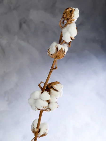 ブランチ上の綿の花 — ストック写真