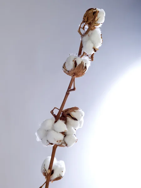 Bawełniany kwiat na oddział — Zdjęcie stockowe