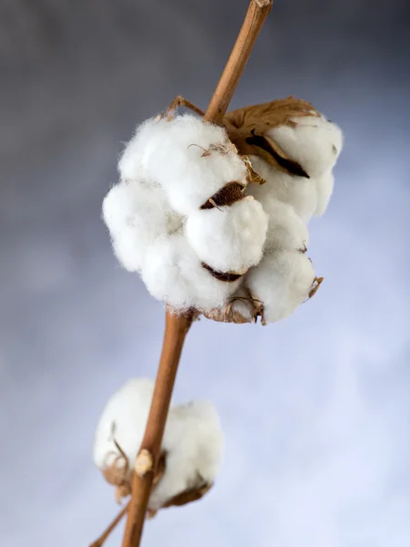 stock image Cotton flower over branch