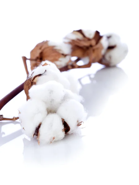 Flor de algodão sobre ramo — Fotografia de Stock