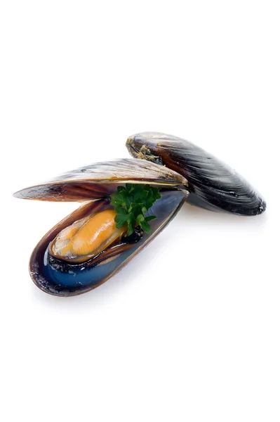 Mussel on white — Stock Photo, Image