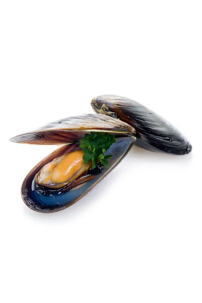 Cozze su bianco — Foto Stock