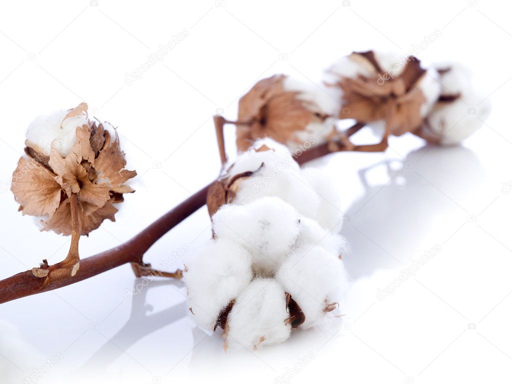 Cotton flower over branch