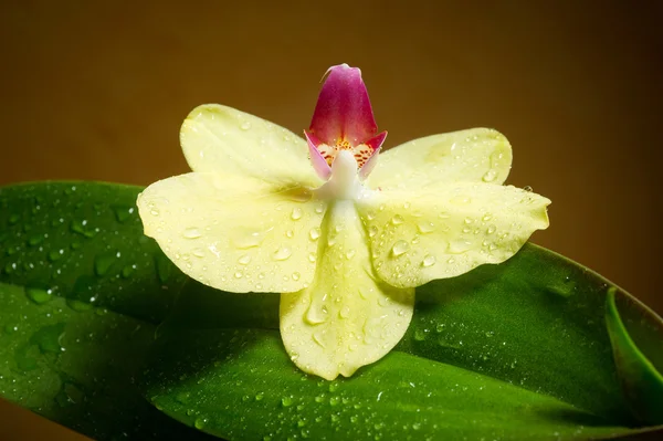 Orquídea com gotas de água — Fotografia de Stock