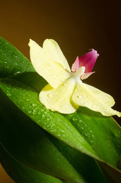 Orquídea con gotas de agua —  Fotos de Stock