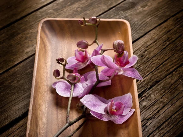 Concepto de spa orquídea sobre plato de madera —  Fotos de Stock