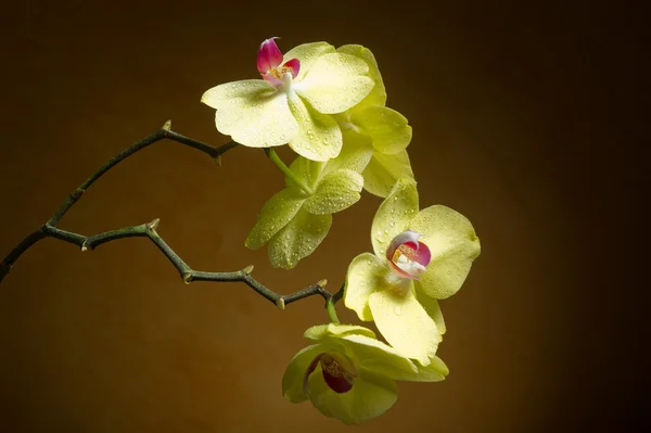 Orquídea con gotas de agua —  Fotos de Stock