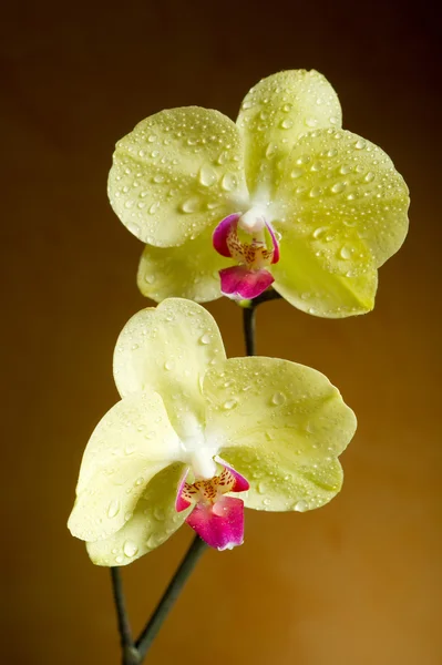 Orquídea com gotas de água — Fotografia de Stock