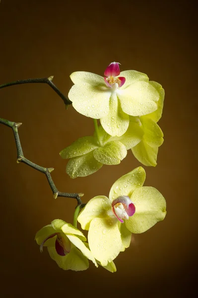 Orchidee met waterdruppels — Stockfoto