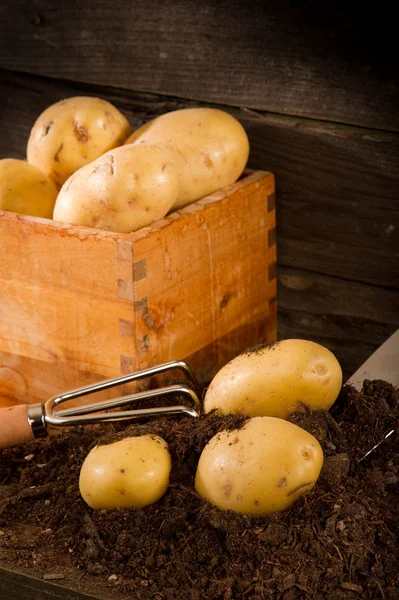 stock image Potatoes on the ground