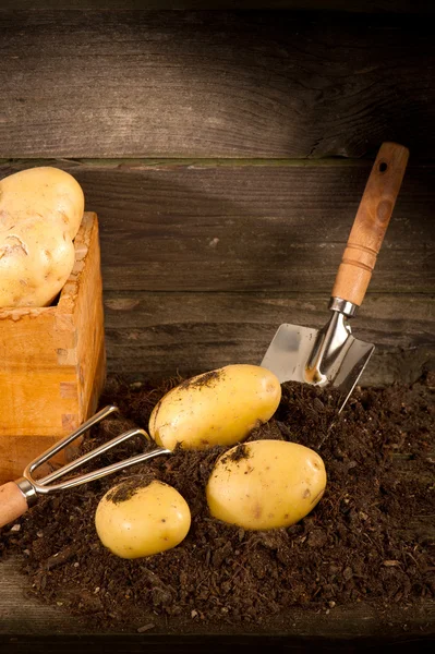 stock image Potatoes on the ground