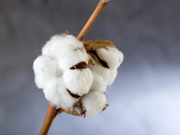 Flor de algodão sobre ramo — Fotografia de Stock