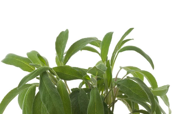 Salvia på vit — Stockfoto