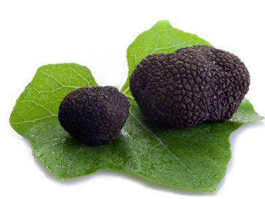 Black truffle over leaf on white background clipart