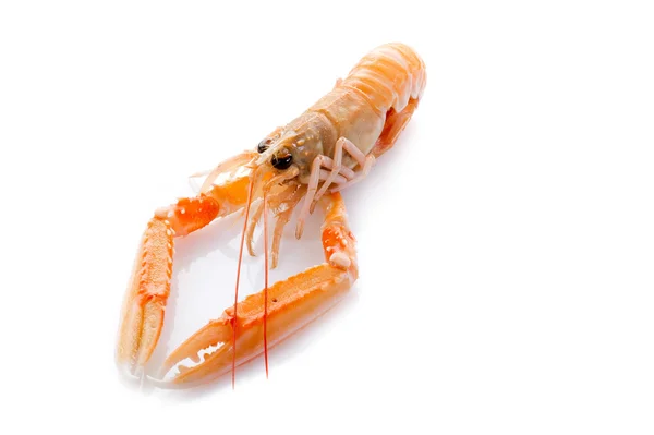 Norwey lobster — Stock Photo, Image
