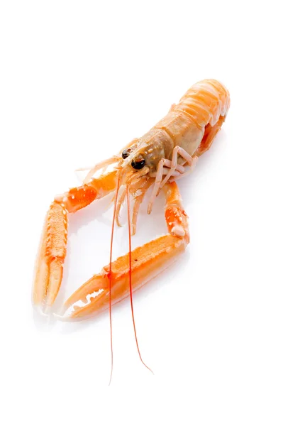 Norwey lobster — Stock Photo, Image