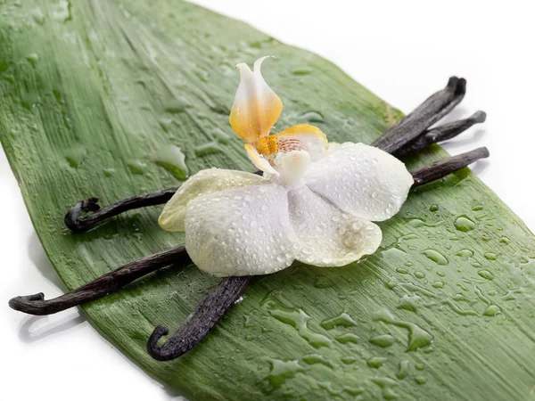 Vaniljstång med orkidé — Φωτογραφία Αρχείου