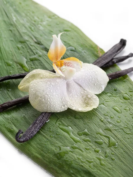 Vaniljstång med orkidé — Φωτογραφία Αρχείου