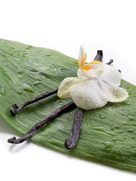 Vanilla stick with orchid — Stock Photo, Image