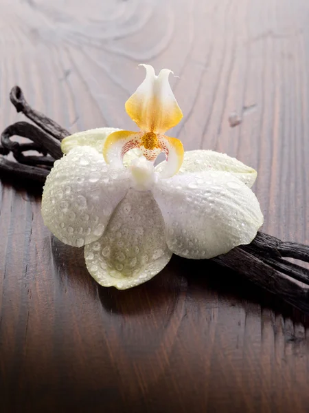 Orkide vanilya sopayla — Stok fotoğraf
