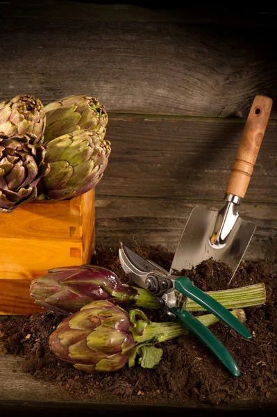 Alcachofra com ferramentas de jardim — Fotografia de Stock