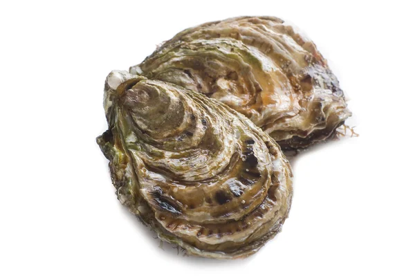新鲜法国牡蛎 — Φωτογραφία Αρχείου