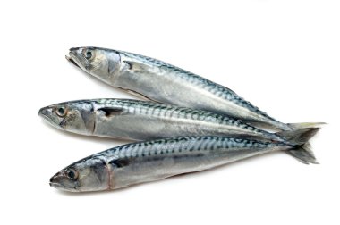 Mackerel on white background clipart