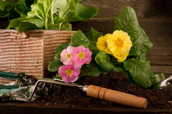 Prímula e utensílio de jardim sobre fundo de madeira — Fotografia de Stock