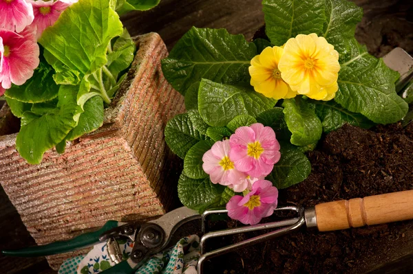 stock image Primrose and garden utensil on wood background