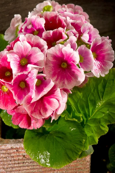 stock image Primrose and garden utensil on wood background