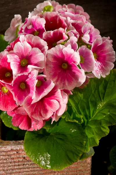 Stock image Primrose and garden utensil on wood background