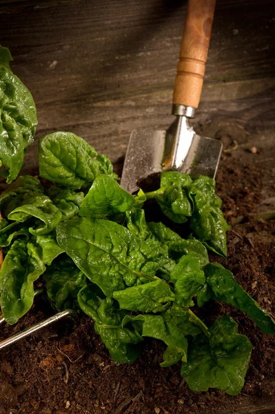 Raw spinach fresh picked — Stock Photo, Image